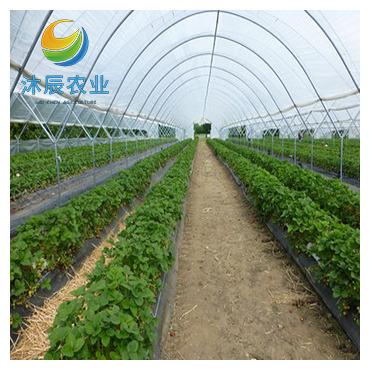 China Vegetable Fruits Flowers Planting Agricultural Cheapest Hydroponic Growing Systems Multi-span Plastic Film Tomato Greenhouse for sale