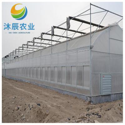 China Vegetable Fruits Flowers Planting Agricultural Green House Multi-span Plastic Film Greenhouse With Hydroponics System For Tomato for sale