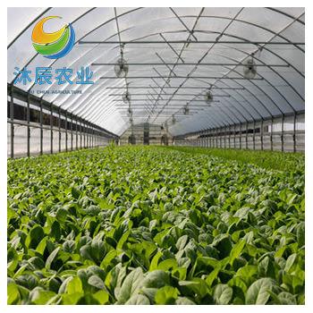 China Vegetable Fruits Flowers Planting Agricultural Greenhouses Multi-span Plastic Film Greenhouse Vertical Farming Hydroponic Grow Tomato Eggplant Chili for sale