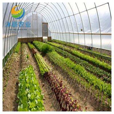 China Vegetable Fruits Flowers Planting Agricultural Greenhouses Multi-span Plastic Film Tunnel Greenhouse for sale