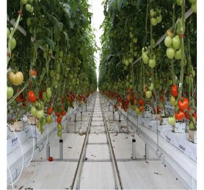 China Vegetable Fruits Flowers Planting Agricultural Multi-span Film Greenhouses Hydroponics Growing Strawberry Tomatoes for sale