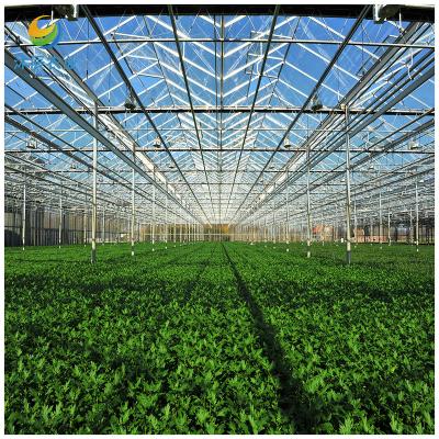 China Vegetable Fruits Flowers Planting Best Quality Glass Multi Span Low Cost Greenhouse For Sale for sale