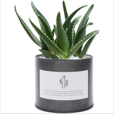 China Eco-Freindly Office Bedroom Radiation Protection Plant Indoor Potted Plant and Home Outdoor Potted Decoration Green Plant for sale