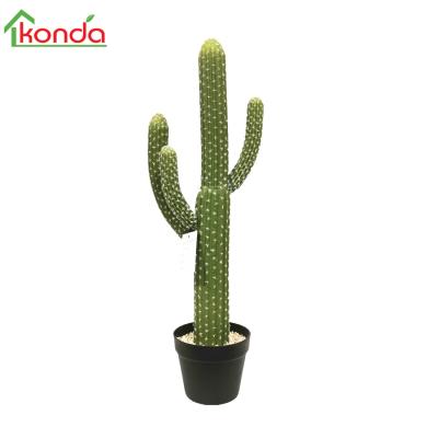 China True form/contact. Konda Mini Wholesale Cacti Cacti Nurseries for sale