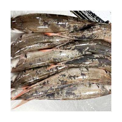 China FROZEN seafood material frozen red tail mackerel red tail mackerel at market price for sale