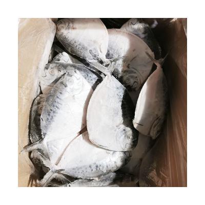 China Best Price Various Export Jelly Whole Frozen Raw Fish Moon Seafood JELLY Wholesale for sale