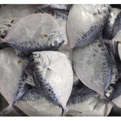 China China supplier FROZEN moonfish pomfrets fish price for sale