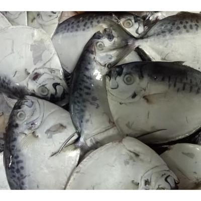 China Moon FROZEN Hot Frozen Fish Whole Sale Round for sale