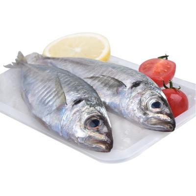 China FROZEN IQF Horse Mackerel Frozen Mackerel Fish Price for sale