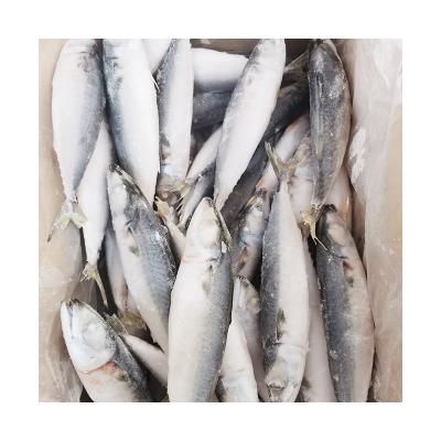 China Full Seafood Guarantee Quality Raw Canned Frozen Mackerel Best Price FROZEN Mackerel for sale