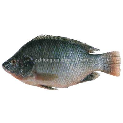 China TOTALITY JELLY TILAPIA JELLY AROUND FRESH FISH 300-500G for sale