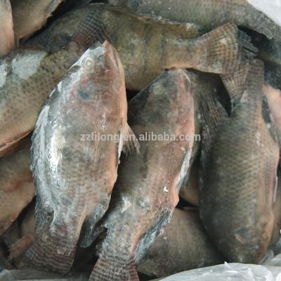 China FROZEN Tilapia Whole Round Fish for African Big Boss for sale