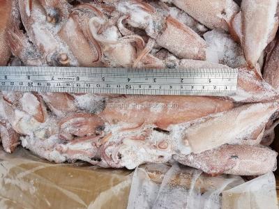 China Taiwan FROZEN Sea Loligo Frozen Squid for sale