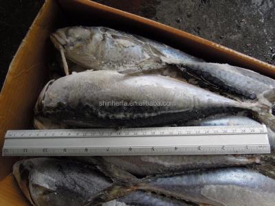 China 15/20 PCS Frozen Blue Mackerel from Taiwan FROZEN Sea and Scomber Australasicus of 500/700 gram for sale