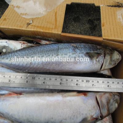 China 20/25 PCS Frozen Blue Mackerel from Taiwan FROZEN Sea and Scomber Australasicus of 400/600 gram for sale