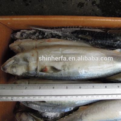 China 20/25 PCS Frozen Pacific Mackerel of Taiwan FROZEN Land and 400/600 gram Scomber japonicus for sale