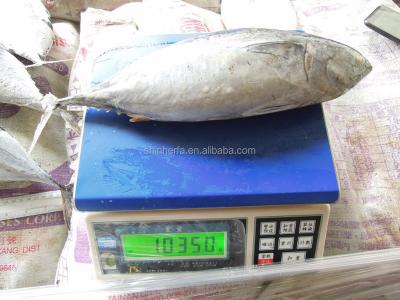 China FROZEN Taiwan Big Bonito Tuna 700 Grams Up Euthynnus Affinis for sale