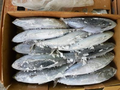 China 300/500 gram FROZEN Taiwan Bonito Tuna Euthynnus Affinis for sale