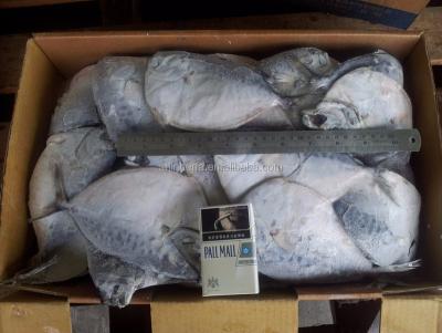 China 50/60 PCS FROZEN Sea Moonfish from Taiwan and 100/200 gram Mene Maculata for sale