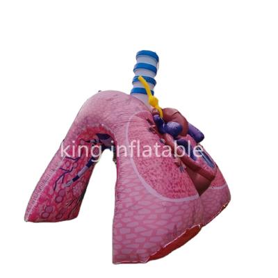 China Lightweight Customize Human Organ Lung Shape Inflatable Model Large Exhibition Teaching Lung Model for sale