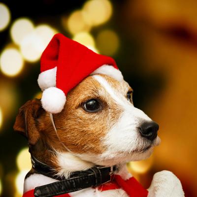 China 2021 Party Suppies WoYing Christmas Ornaments Red Pet Christmas Dog Hat Plush Pet Hat for sale