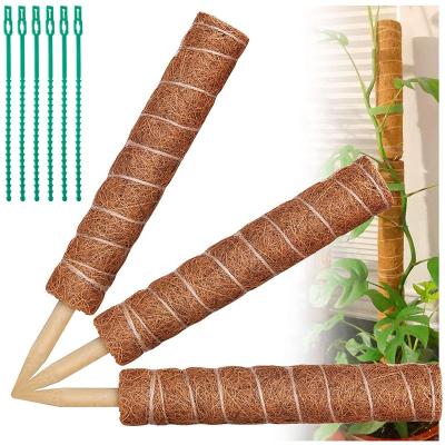 China CLASSIC Safe Gardening Climbing Climbing Plants Vines Sticks Coir Totem Coconut Tree Sticks Moss Poles for sale