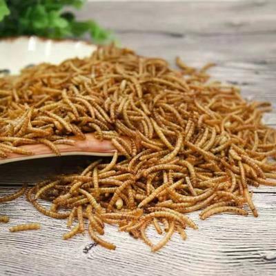 China Viable Dry Pet Food Mealworms For Catfish Plant Birds Food Dry Mealworm for sale