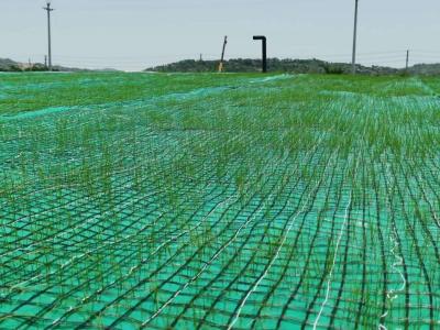 Китай Циновка волокна кокоса растительности Geocomposite усиленная Nonwoven и Geogrid продается