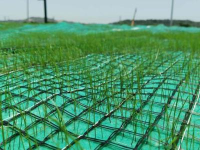 China Nonwoven and Geogrid Reinforced Coconut Coir Mat for Vegetation Establishment for sale