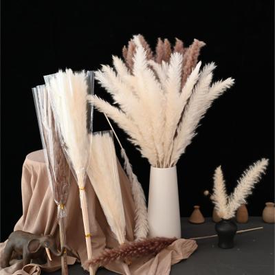 China Wholesale home decoration dried pampas flowers home wedding small dried pampas grass nature dry flower for sale