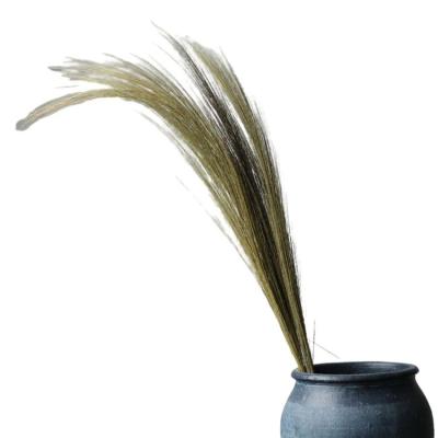 China Other Natural Contact Flower Eco - Friendly Reed Pampas Grass Used For Decorative Dry Wedding And Home Decoration for sale