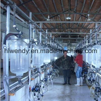 China Herringbone Milking Parlor System with ISO Specification and Automatic Cup Remover for Dairy Cow Farms for sale