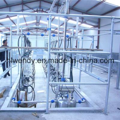 China ISO Certified Automatic Cow Milking System with Herringbone Structure and Automatic Cup Remover for sale