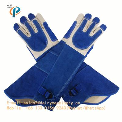 China Guantes animales del control del cuero azul del color, animal que maneja los guantes para el perro/el gato en venta