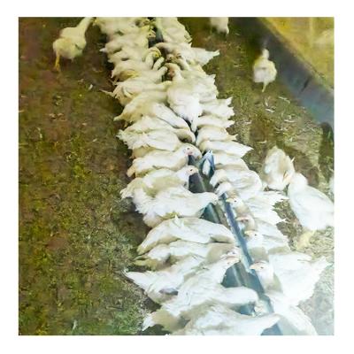 China Chicken Farmer Factory Price Breeding Broiler System Chain Feeder Cheap Feeding Machine For Chicken Farm for sale