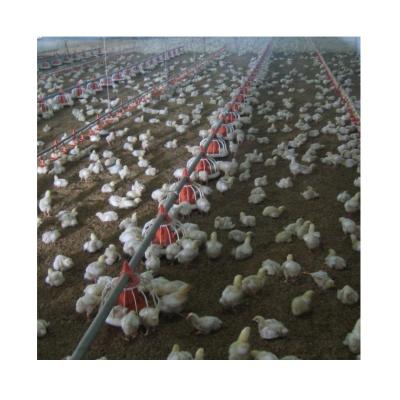 China Automatic chicken farm poultry farm equipment chicken farm equipment for chicken farm for sale