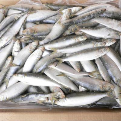 China Newcomer FROZEN Sardine / Whole Frozen Sardinella Longiceps For Canning for sale