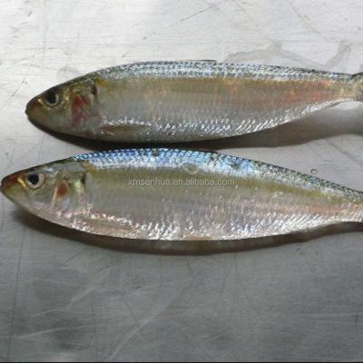 China FROZEN 60-70 Frozen Sardine Fish Frozen Seafood Exporter for sale