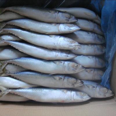 China FROZEN Seafood Saurels (decapterus maruadsi) for sale