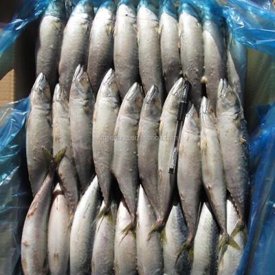 China FROZEN HACCP , ISO Certification Frozen Mackerel Prices for sale