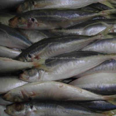 China Process FROZEN Frozen Mackerel Whole BQF Fish Price for sale