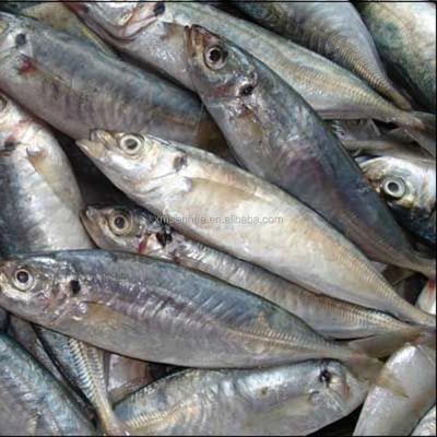 China Wholesale frozen fish saurels prices FROZEN for sale