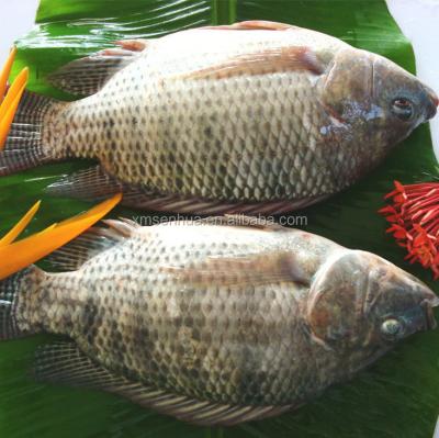 China Good Quality FROZEN Frozen Tilapia Fish Fillet / Whole Round for sale