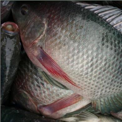 China Gutted and Measured Features of FROZEN High Quality Black Frozen Tilapia for sale