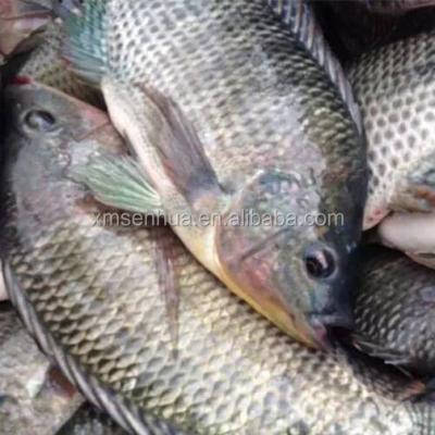 China Chinese Export Tilapia Supplier FROZEN Tilapia Frozen Fish for sale