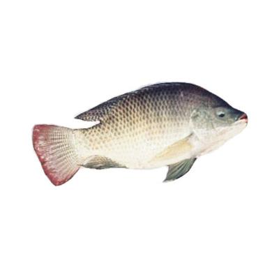 China High Quality Product FROZEN Seafood Red and Black Frozen Tilapia for sale