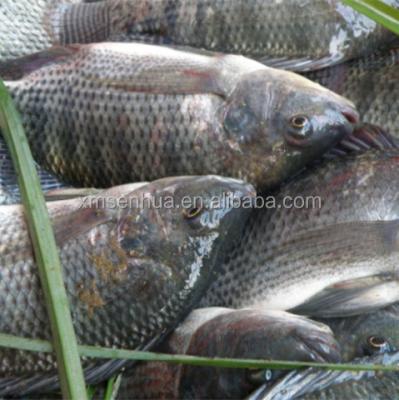 China FROZEN Supplier of Tilapia Bream 200-300g Nile Whole Sale Price Frozen Fish for sale