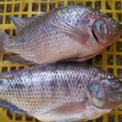 China FROZEN Farm Frozen Fish Tilapia for Tilapia Distributors for sale