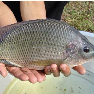 China 800G+ FROZEN Big Size Frozen Tilapia Fish for sale