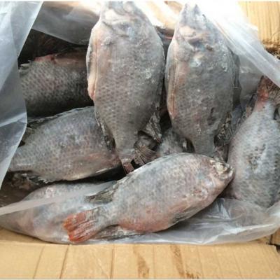 China FROZEN fresh tilapia fish live to frozen for sale